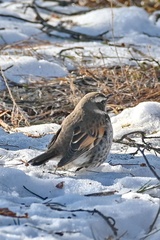Turdus eunomus