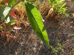 Oenothera stucchii