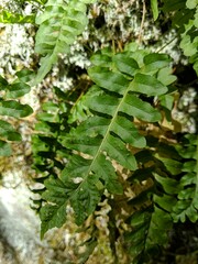 Polypodium hesperium