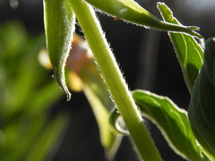 Oenothera stucchii