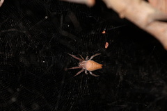 Cyrtophora exanthematica