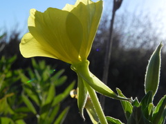Oenothera stucchii