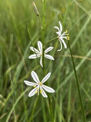 Trachyandra asperata