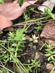 Crassula helmsii