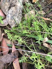 Crassula helmsii