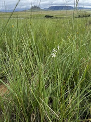 Trachyandra asperata