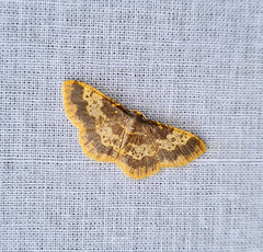 Peratophyga hyalinata