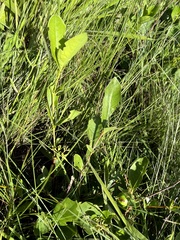 Vangueria venosa
