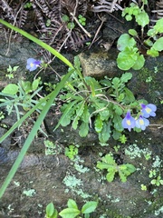 Mazus fauriei