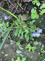 Mazus fauriei