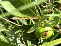 Vangueria venosa