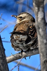Turdus eunomus
