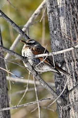 Turdus eunomus