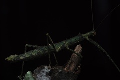 Pseudocentema bispinatum