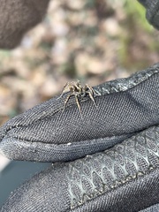 Pardosa lugubris