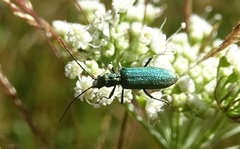 Chrysanthia viridissima