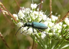 Chrysanthia viridissima