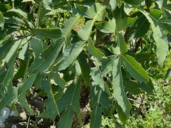 Cussonia spicata