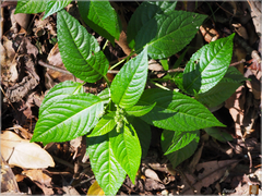 Mercurialis leiocarpa