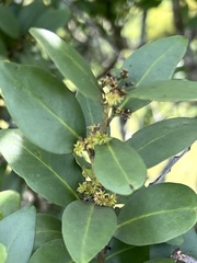 Pterocelastrus echinatus