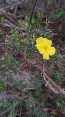 Cistus calycinus