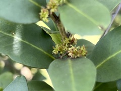 Pterocelastrus echinatus