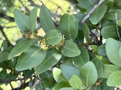 Pterocelastrus echinatus