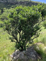 Pterocelastrus echinatus