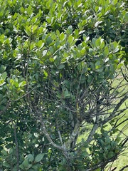 Pterocelastrus echinatus