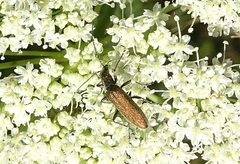 Chrysanthia viridissima