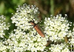 Chrysanthia viridissima