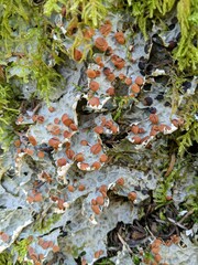 Lobaria