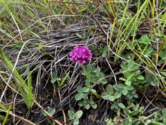 Trifolium