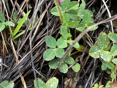 Trifolium