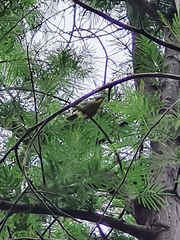Lichenostomus melanops