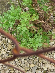 Senecio