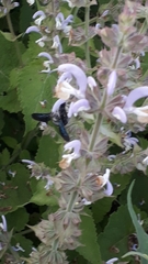 Salvia sclarea
