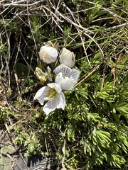 Gentianella muelleriana muelleriana
