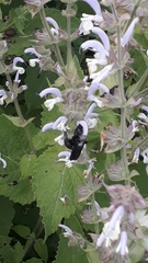 Salvia sclarea