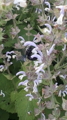 Salvia sclarea