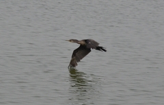 Phalacrocorax fuscicollis