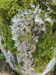Lobaria