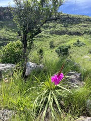 Watsonia densiflora