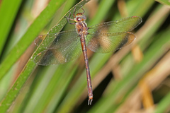 Austrocordulia refracta