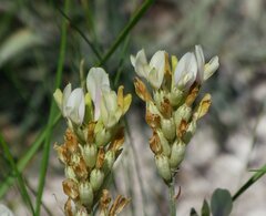 Astragalus albicaulis