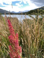Rumex longifolius