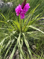 Watsonia densiflora
