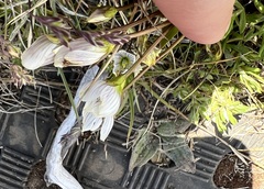 Gentianella muelleriana muelleriana
