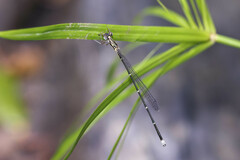 Labidiosticta vallisi