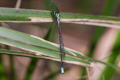 Labidiosticta vallisi